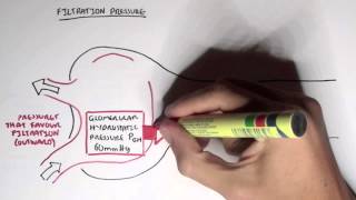 Nephrology  Glomerular Filtration [upl. by Ardith491]