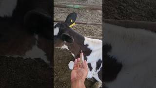 intramuscular injectionbullcowviral ytshorts [upl. by Petulia]