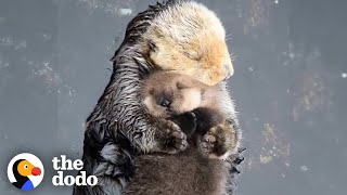 Otter Moms Wrap Their Babies in Seaweed Blankets  The Dodo [upl. by Salena]