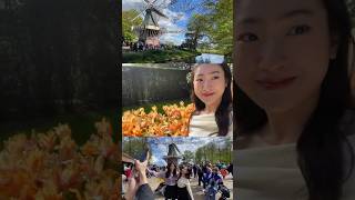 Sống ở Châu Âu thì phải qua Hà Lan ngắm tulip 1 lần🥹🌷shorts amsterdam duhocphap [upl. by Showker]