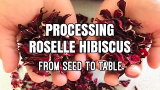 Fully processing THAI RED ROSELLE HIBISCUS  Procesamiento de Jamaica [upl. by Susejedesoj53]