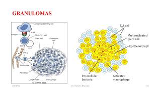 Hypersensitivity Reaction [upl. by Alimac]