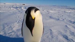 Penguin Sounds HD [upl. by Sitruc]