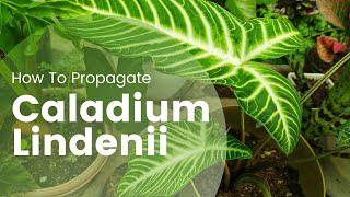 Xanthosoma Lindenii Plant Care  Caladium Lindenii propagation Part 1 [upl. by Salisbarry]