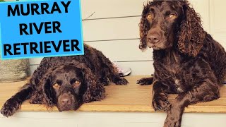 Murray River Retriever Dog Breed  Facts and Information [upl. by Zoe]