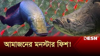 বুলেটপ্রুফ ভেস্ট থেকেও শক্ত যে মাছের আঁশ  Arapaima  Monster Fish  Amazon  Desh TV [upl. by Aniv]