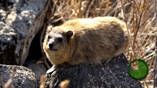 Hyrax — the cutest animal of Israel in Chorazin  Даманы — самые милые животные Израиля в Хоразине [upl. by Yemane896]