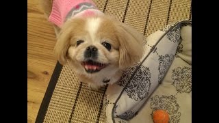 Rover Pet Sitting Maggie the Pekingese [upl. by Gaiser]