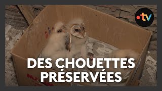 Ils protègent les chouettes [upl. by Zirtaeb]