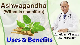 Uses and Benefits of Ashwagandha  Withania somnifera by Dr Vikram Chauhan [upl. by Airom]