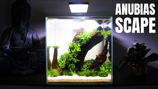 Aquascaping  ANUBIAS SCAPE [upl. by Jannel]