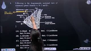 Following is the diagrammatic sectional view of mammary gland Identify A B C and D [upl. by Novla]