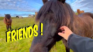 NEW Horse Friends in Iceland  🇮🇸 🐴 iceland horses [upl. by Enitsuj411]