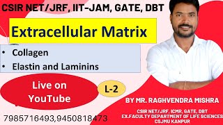 Extracellular matrix  Collagen  Elastin  Laminins  Cellular Organization Unit2 [upl. by March101]