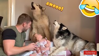 Giant Malamute Dogs Howl Along To Story Time Guaranteed To Make Your Dog Howl [upl. by Arze923]