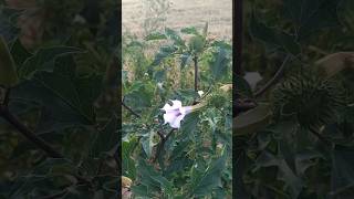 Datura stramonium L estramonio [upl. by Wohlen]