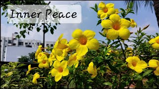 ALLAMANDA 🌼  Plant care and flowering tips [upl. by Cheney361]