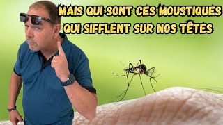 Comment se débarrasser des moustiques simplement mosquito moustique [upl. by Fairbanks278]