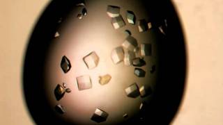 Lysozyme crystal growth [upl. by Ailefo761]