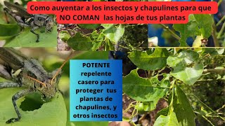 Como alejar los chapulines o saltamontes de tus plantas [upl. by Chaing]