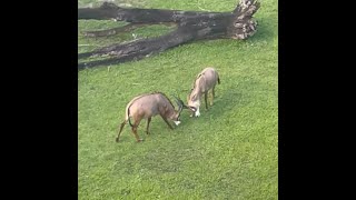 Two young male Oryx brothers sparring [upl. by Haon]