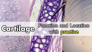 Cartilage  Function and Location with Quiz [upl. by Ycram]