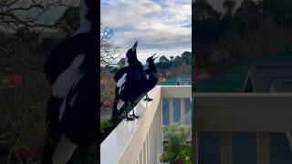 Australian Magpie Play Day ❤️❤️❤️🐦‍⬛Magpies Singing Calling Talking and MORE magpie [upl. by Uahc726]