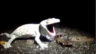 tokay gecko in thailand barking [upl. by Thaxter]