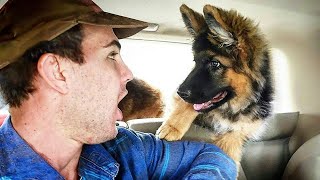 When your dog is more like your children than a pet 😄 Funny Dog and Human Video 2024 [upl. by Aridaj]