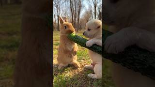 Rabbit vs Dog 🐕 rabits cute rabbit rabit animals rabbitt bunny bunnydance kitten comedy [upl. by Toh492]