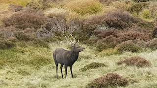 Sika stag calling [upl. by Aleacin447]