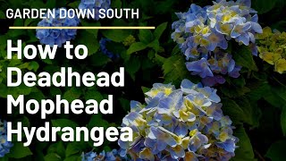 How to Deadhead Mophead Hydrangea [upl. by Reis]