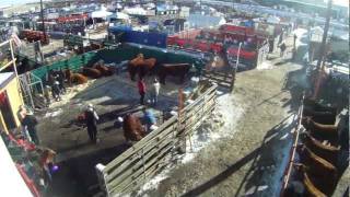 National Western Stock Show [upl. by Bartosch536]