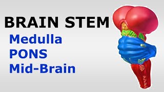 Chp05 BRAINSTEM  Snells NeuroAnatomy  Medulla  PONS  Midbrain  Dr Asif Lectures [upl. by Irmina]