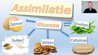 Fotosynthese en assimilatie – thema planten – Video 2 van 4 Biodam [upl. by Burg]