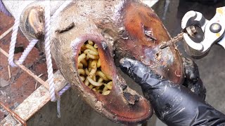 SHOCKING truth about cutting and trimming cow hooves many screws stuck in the hooves  4K [upl. by Ulberto105]