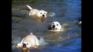 Labrador Father Teaches Puppies To Swim ADORABLE [upl. by Kreda]