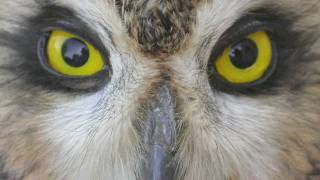 Separating Shorteared and Longeared Owls [upl. by Dennett626]