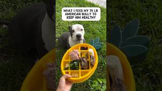 What I feed my dog to keep him healthy dogfeeding pitbullsofficial rawfed [upl. by Anoirtac119]