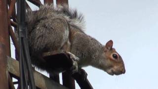 GREY SQUIRREL ALARM CALL [upl. by Cimah]