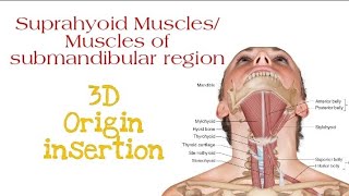 Suprahyoid Muscles All four layers  Origin insertion [upl. by Siuol]