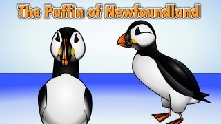 The Puffin Song  Puffin of Newfoundland [upl. by Nilok]