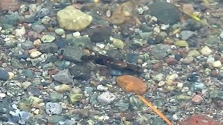 Caddisfly Larva  British Columbia [upl. by Nnywg595]