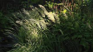 Calamagrostis brachytricha Mona [upl. by Allin]