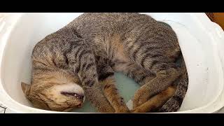 Toyger Puspin Cat Sleep Well [upl. by Ahsi124]