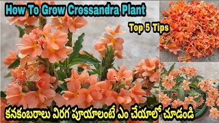 Top 5 Tips To Get More Blooms In Crossandra Plant  కనకంబరాలు బాగా పూయాలంటే తప్పకుండ ఈ వీడియో చూడండి [upl. by Anola]