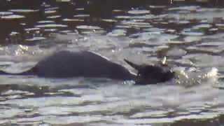 Crocodile Attack at the Mara River [upl. by Enyamrahc]