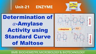 Determination of 𝛼Amylase Activity using Standard Curve of Maltose  DNS Method  Enzymes 21 [upl. by Whang]