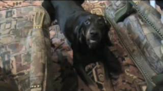 Hank the Black and Tan Coonhound Howls and Barks [upl. by Yetak]