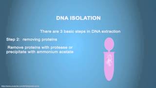 Decoding the Genetic Code from DNA to mRNA to tRNA to Amino Acid [upl. by Obola403]